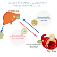 Schemat transportu cholesterolu: HDL przenosi do wątroby, LDL do tkanek. Dieta keto a cholesterol – jak wpływa na tętnice?