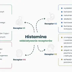 Schemat przedstawiający oddziaływanie histaminy na receptory H1, H2, H3, H4 i ich skutki.