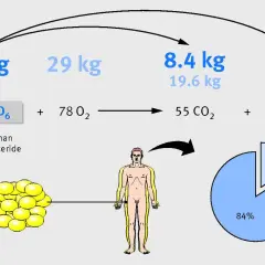 Jak spalić tkankę tłuszczową? Schemat pokazuje, że 10 kg tłuszczu (triglicerydów) z 29 kg tlenu daje 8,4 kg CO2 i 9,4 kg H2O.
