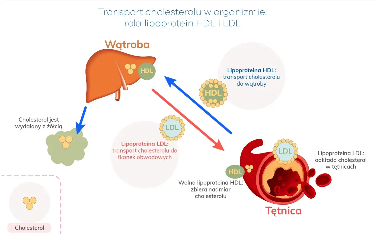 Schemat transportu cholesterolu: HDL przenosi do wątroby, LDL do tkanek. Dieta keto a cholesterol – jak wpływa na tętnice?
