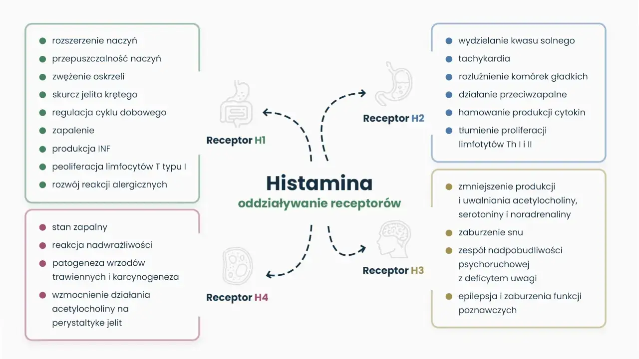 Schemat przedstawiający oddziaływanie histaminy na receptory H1, H2, H3, H4 i ich skutki.